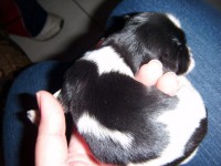 /album/galeria-de-fotos-filhotes-disponiveis/macho-parti-jpg/